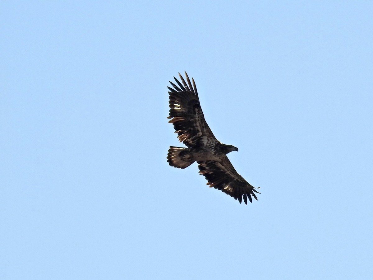 ハクトウワシ - ML645428482