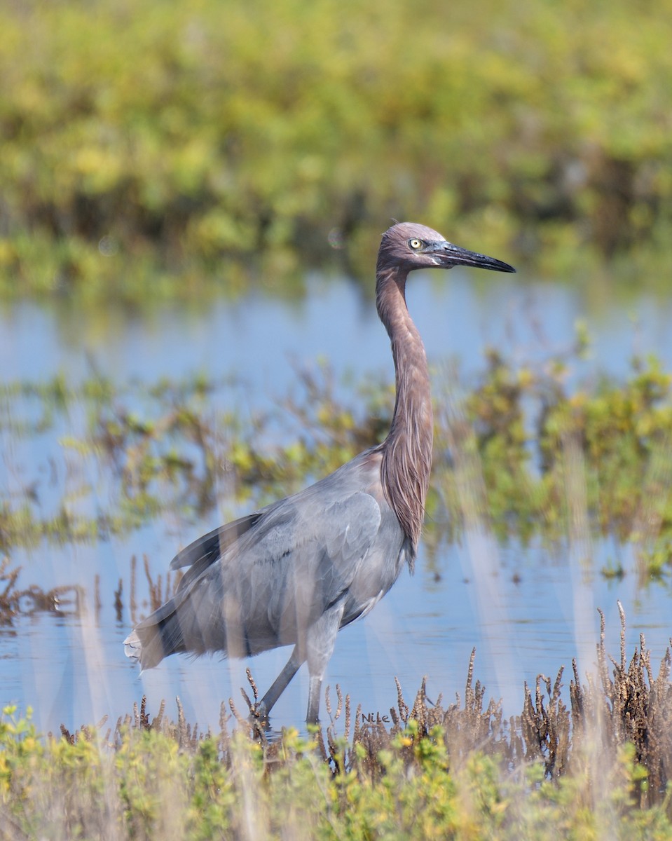 Reddish Egret - ML645428488