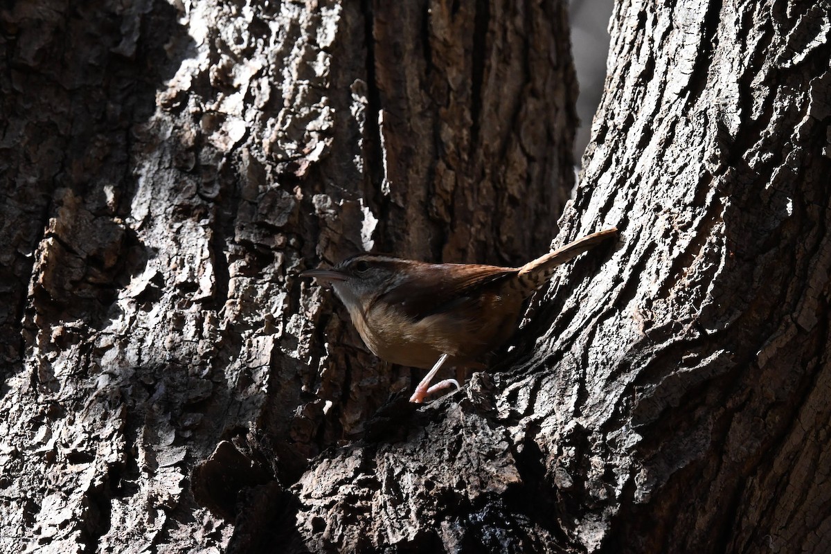 Carolina Wren - ML645428494