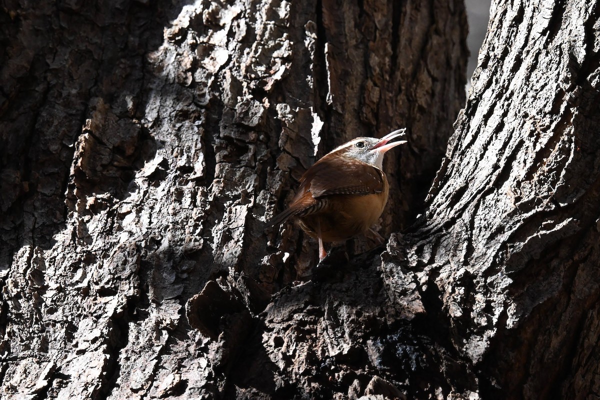 Carolina Wren - ML645428495