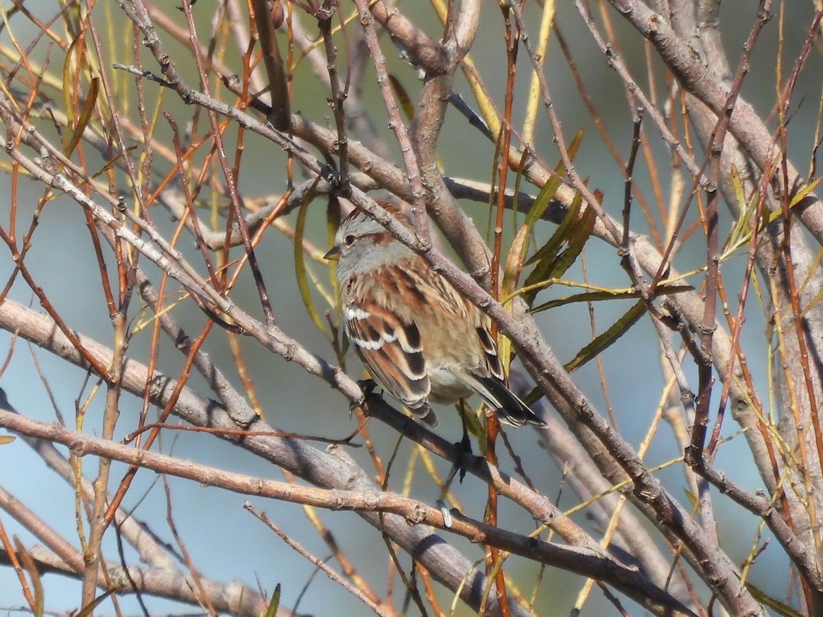 ムナフヒメドリ - ML645428498