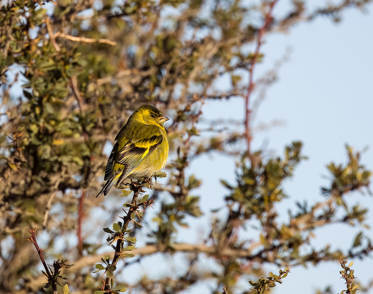 Black-chinned Siskin - ML645428503