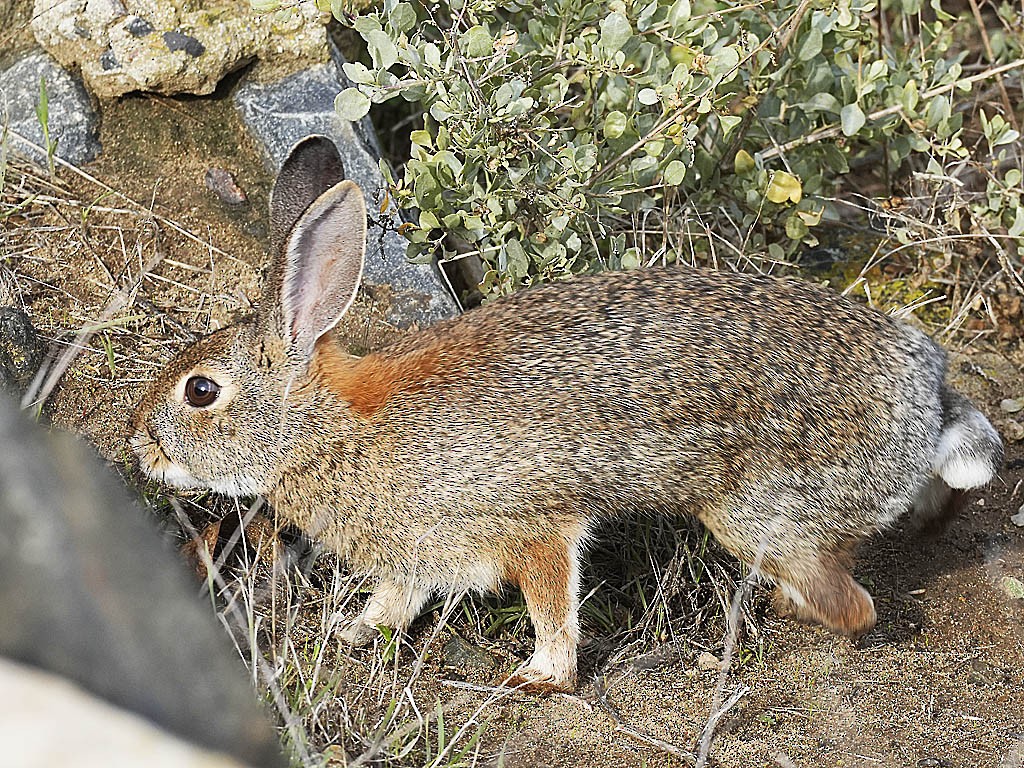 Animals - ML645428504