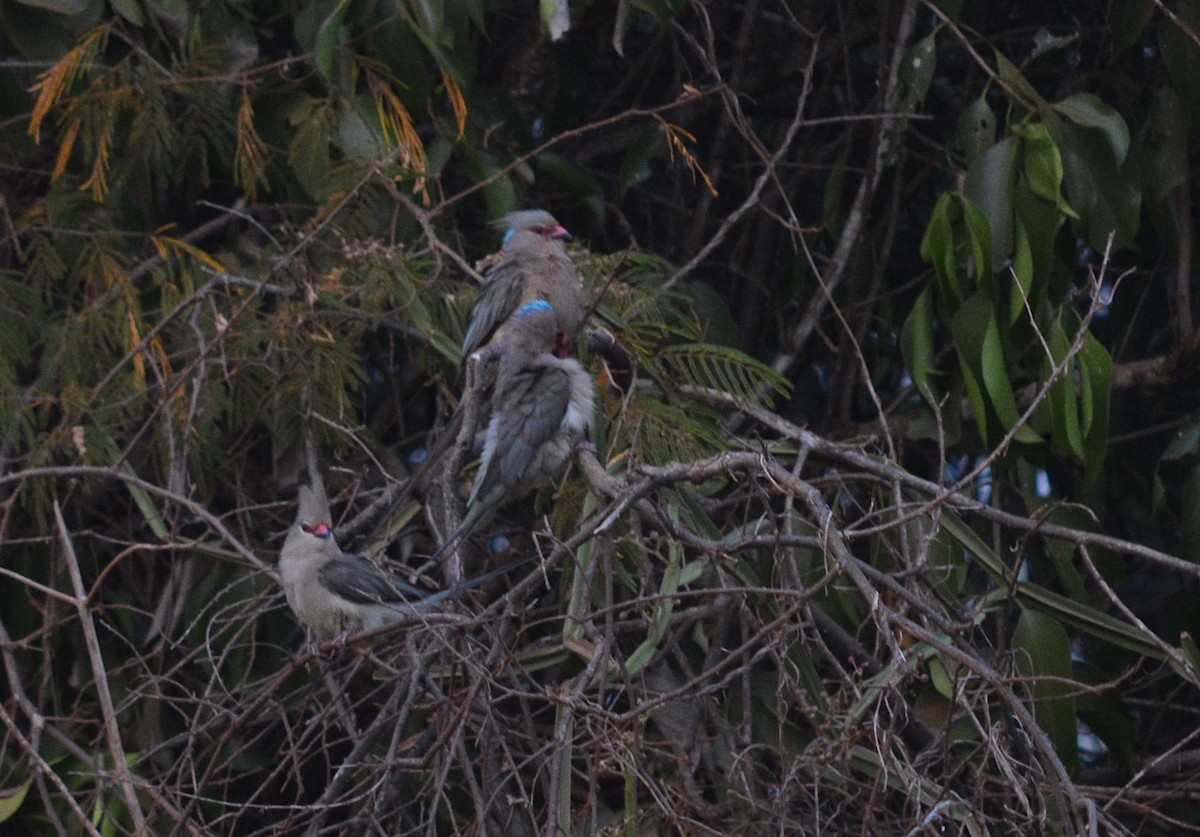 Pájaro Ratón Nuquiazul - ML64542851