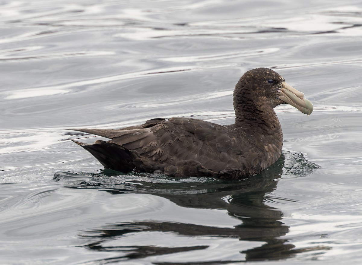 Southern Giant-Petrel - ML645428513