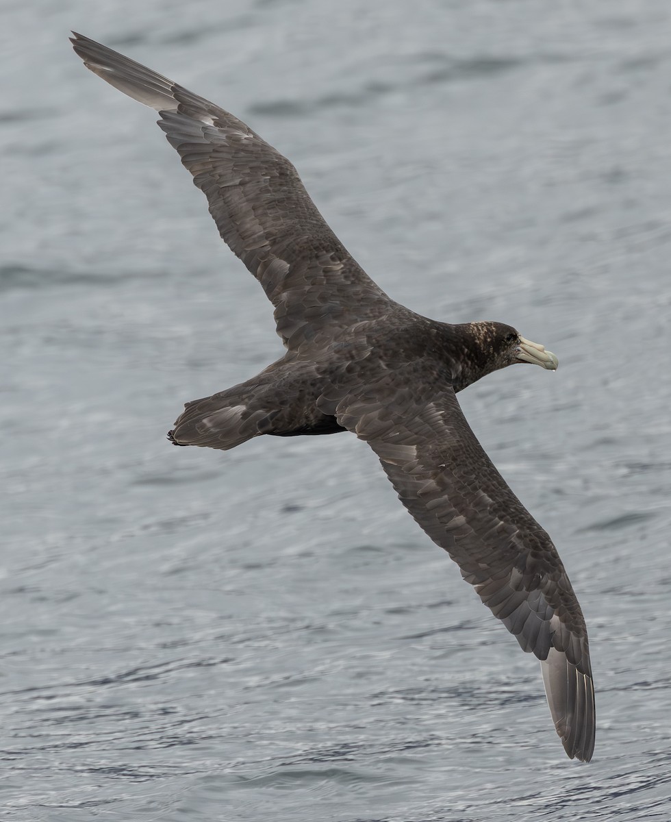 Southern Giant-Petrel - ML645428514