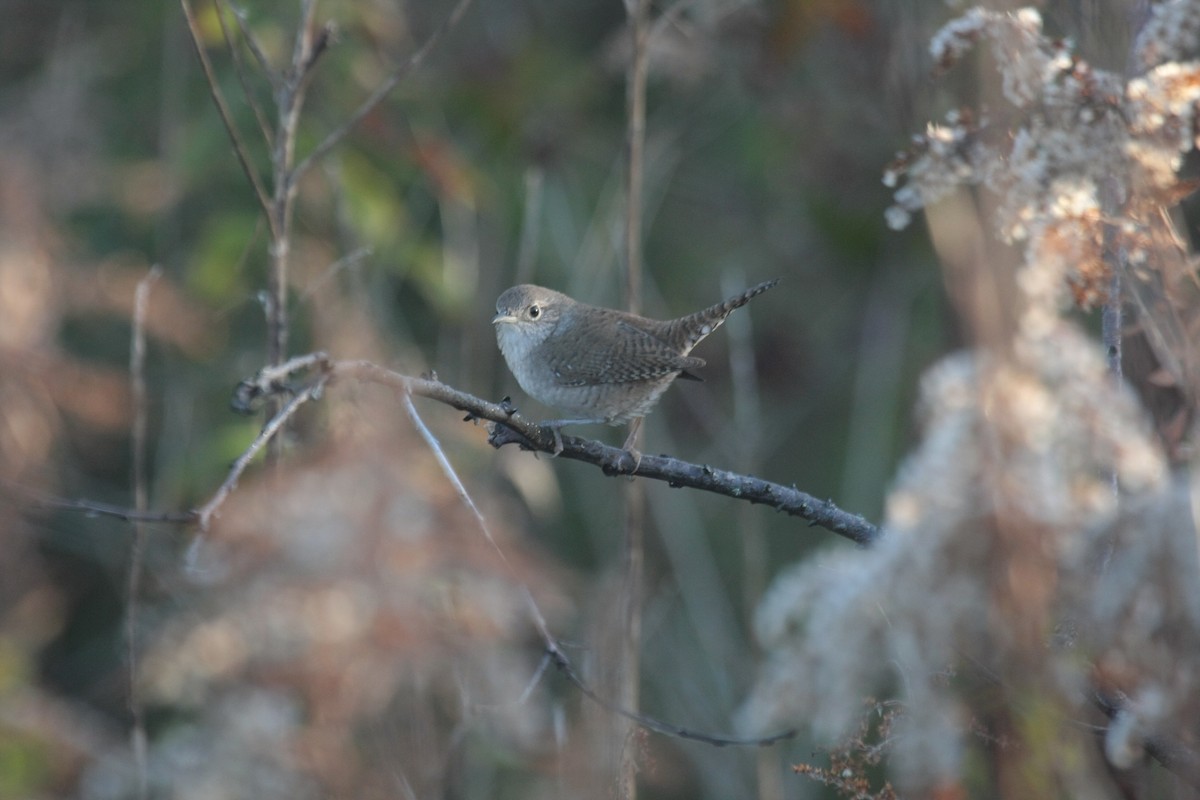 Northern House Wren - ML645428516