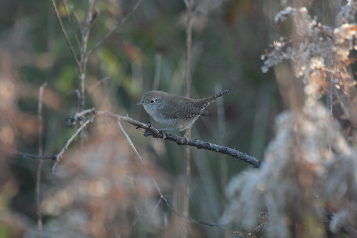 Northern House Wren - ML645428517