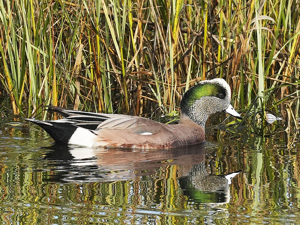 Ahate txistulari amerikarra - ML645428522