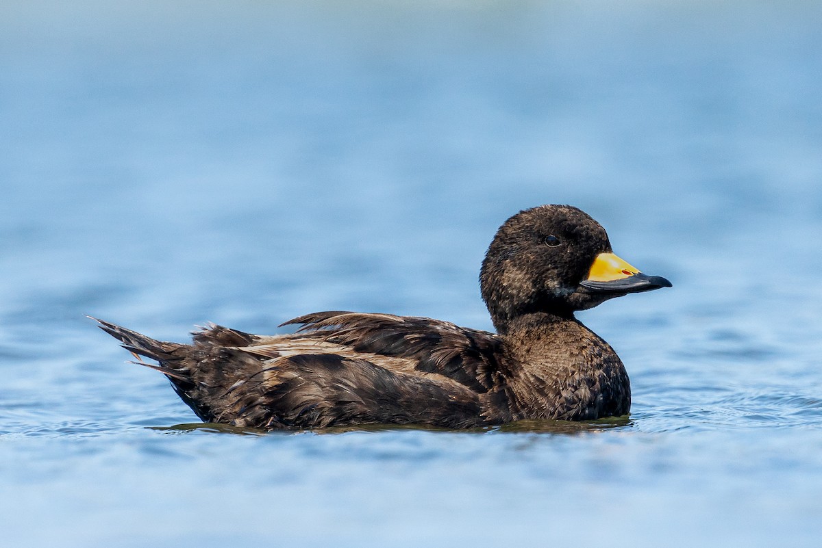 Black Scoter - ML645428524