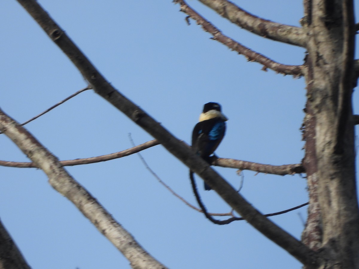 Cucaburra Ventrirrufa - ML645428529