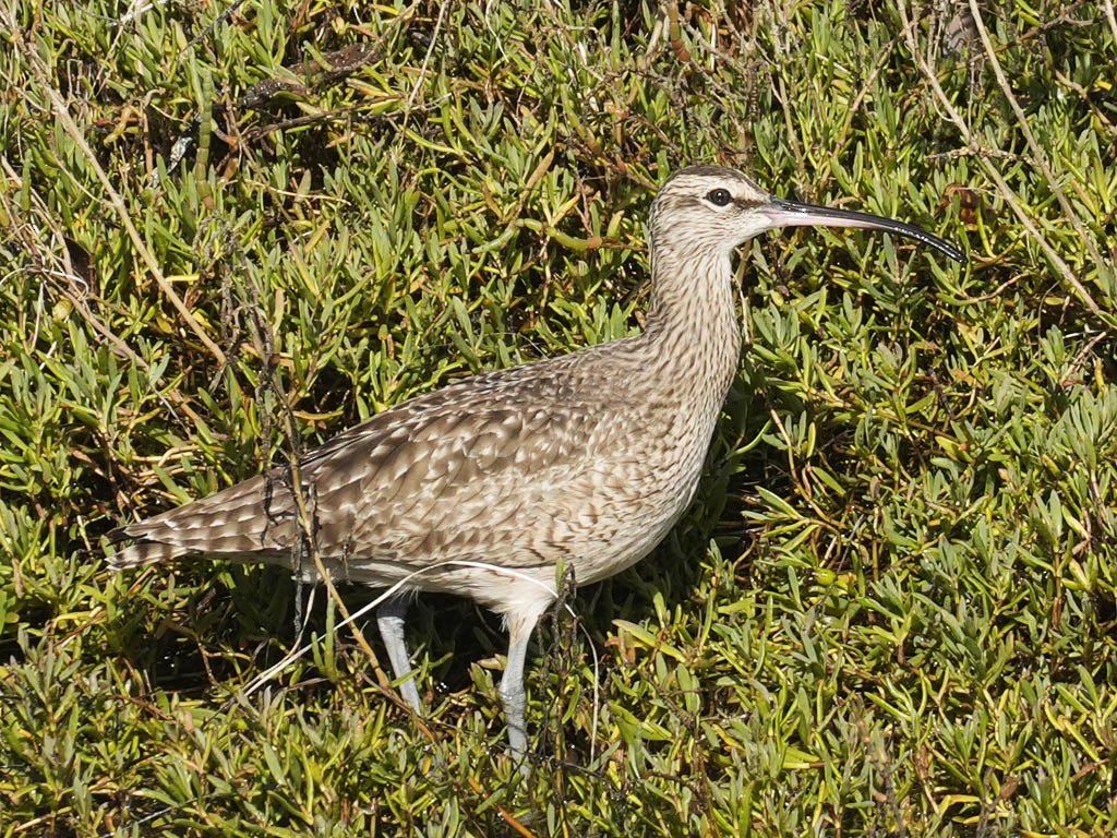 Hudsonian Whimbrel - ML645428533