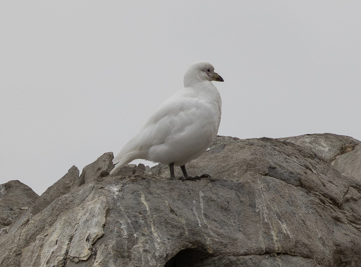 Snowy Sheathbill - ML645428544