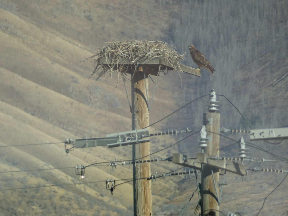 Red-tailed Hawk (calurus/alascensis) - ML645428548