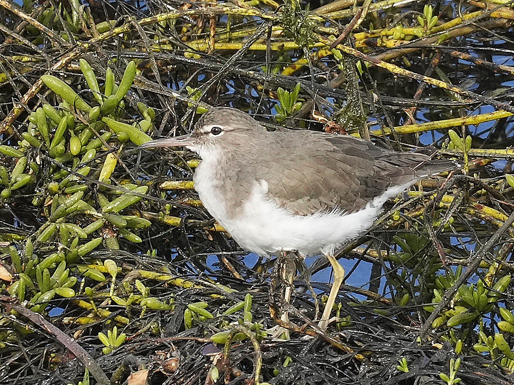 Kuliska orbanduna - ML645428550