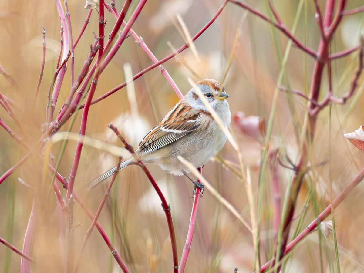 ムナフヒメドリ - ML645428551