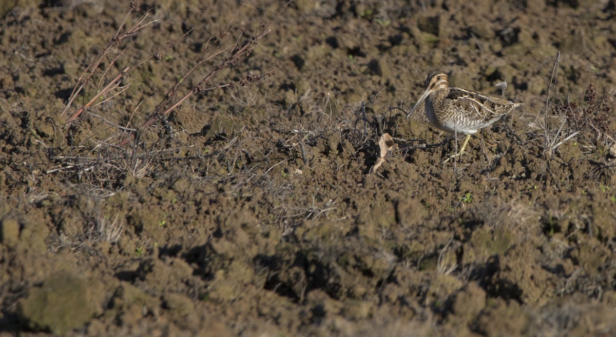 Wilson's Snipe - ML645428552