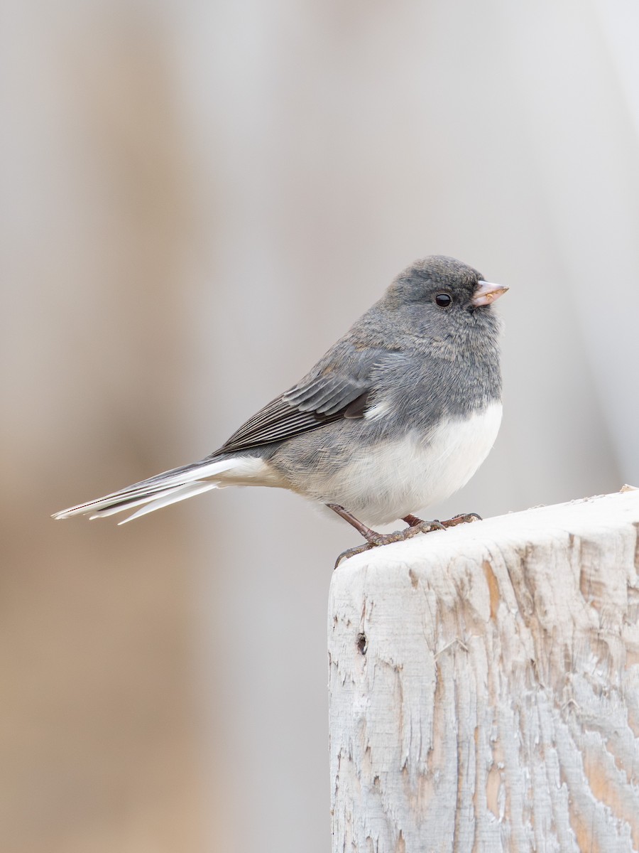Dark-eyed Junco - ML645428555