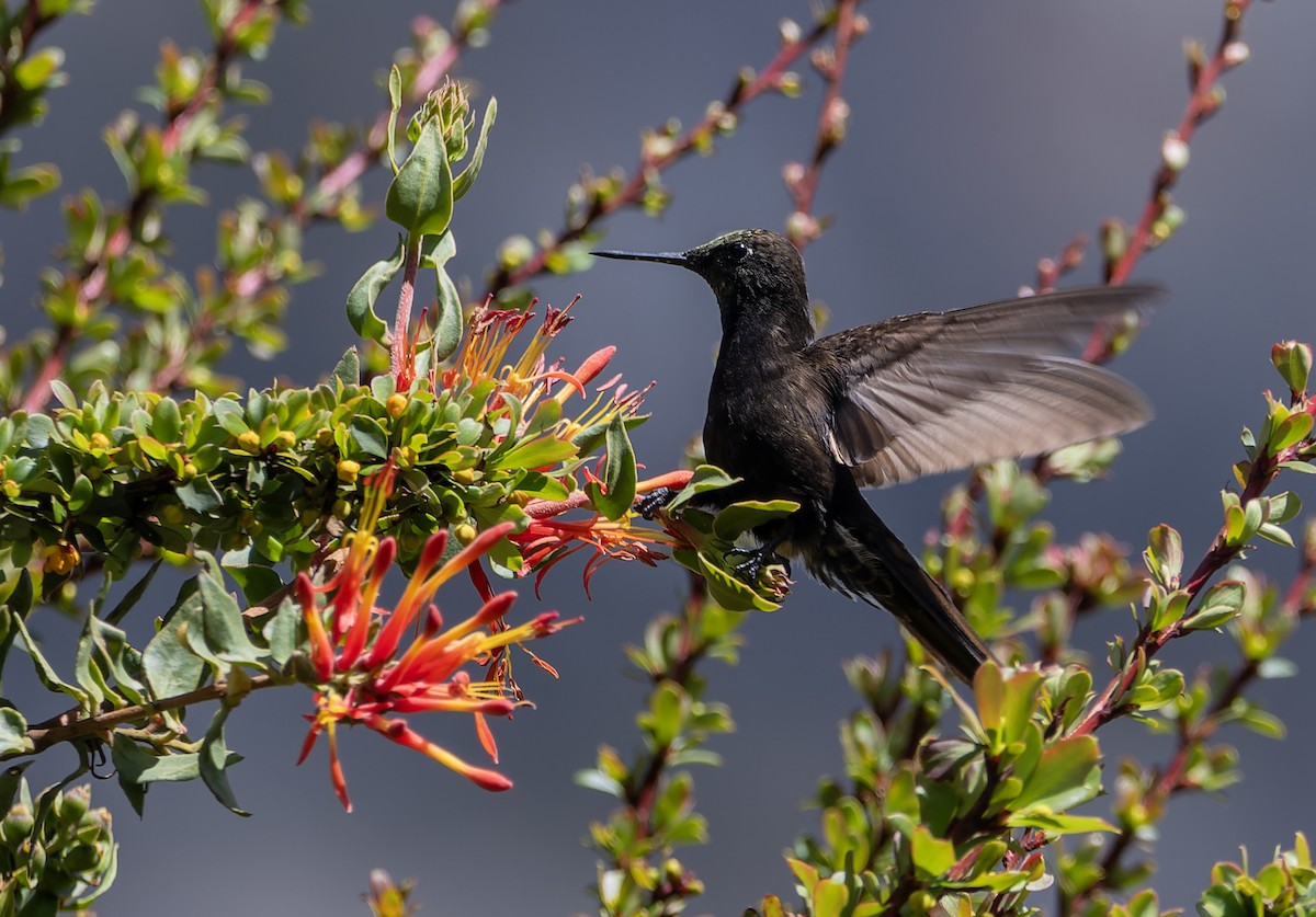 Black Metaltail - ML645428556
