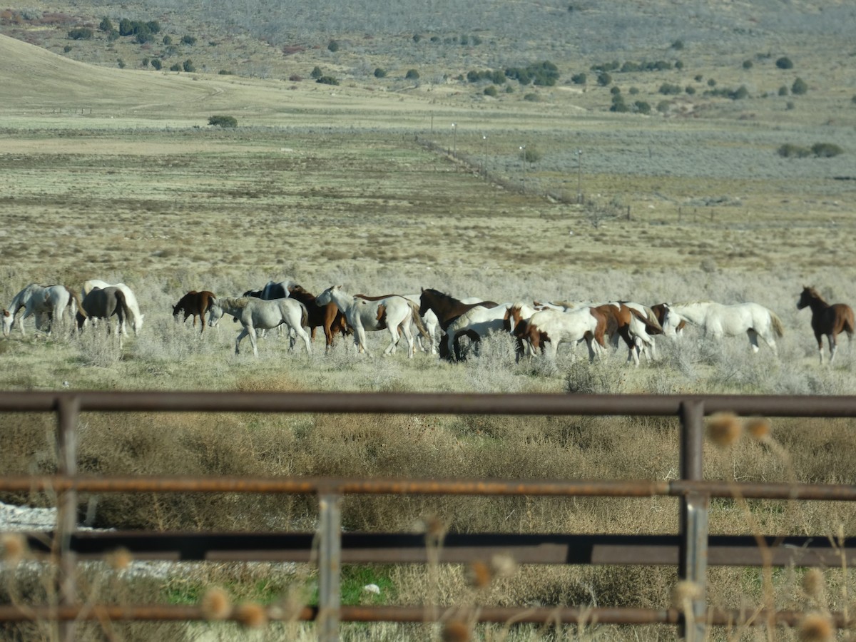 ウマ - ML645428557