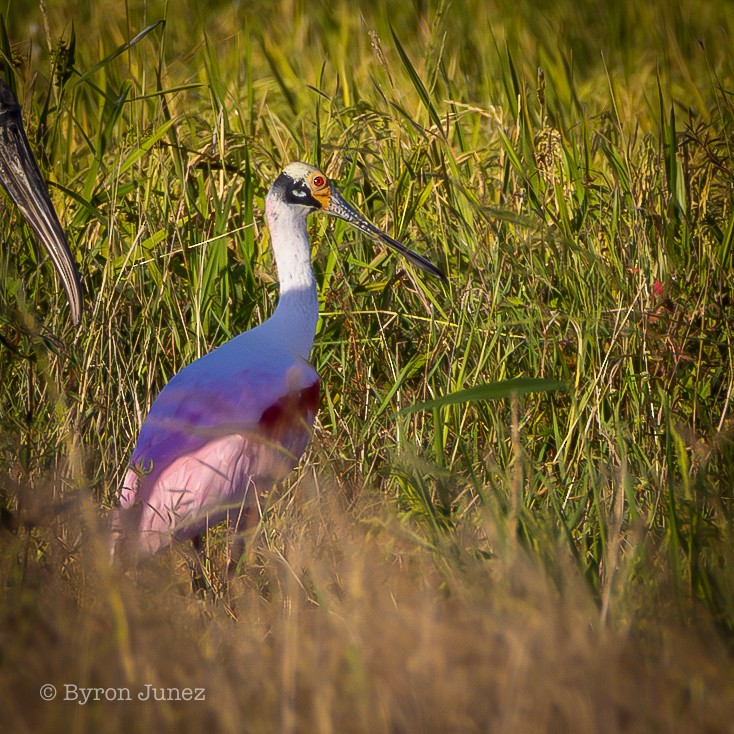 Roseate Spoonbill - ML645428562