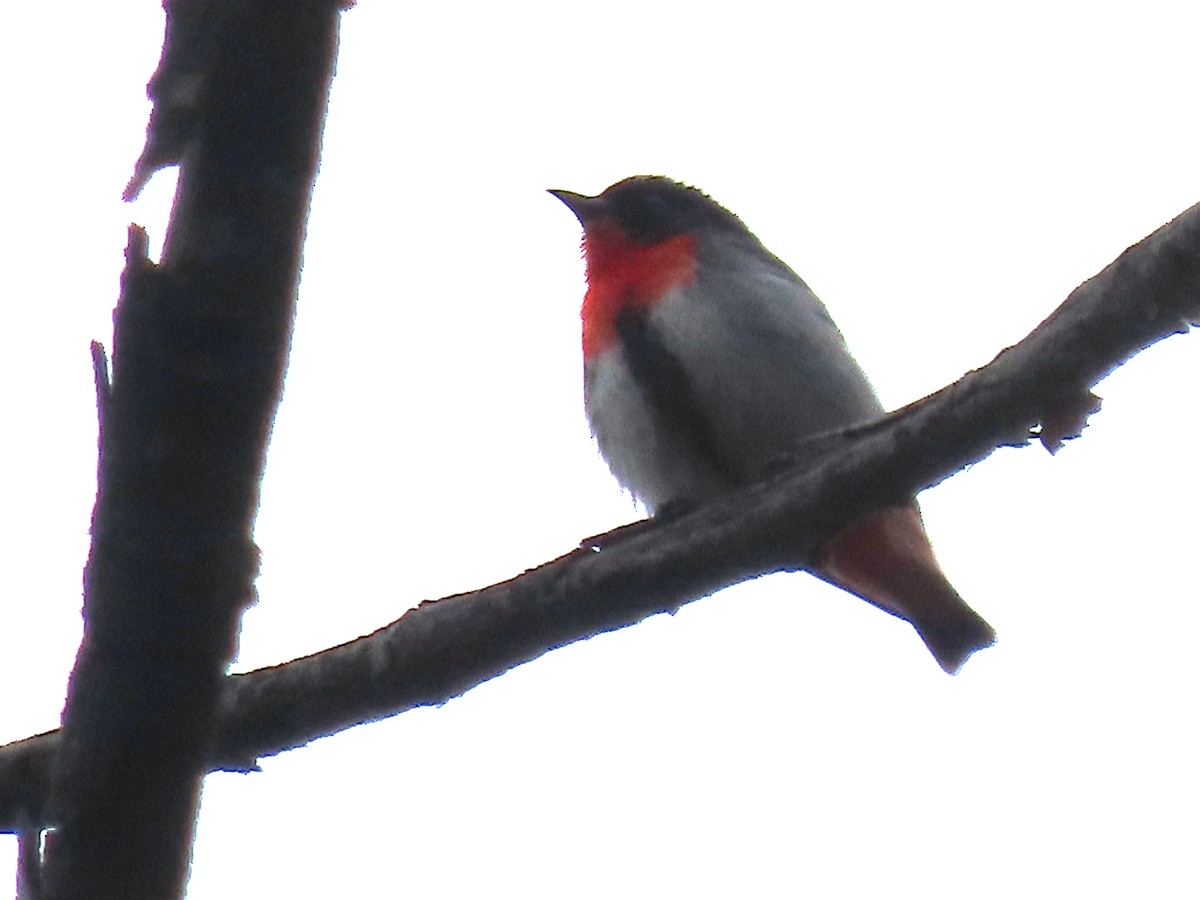 Mistletoebird - ML645428568