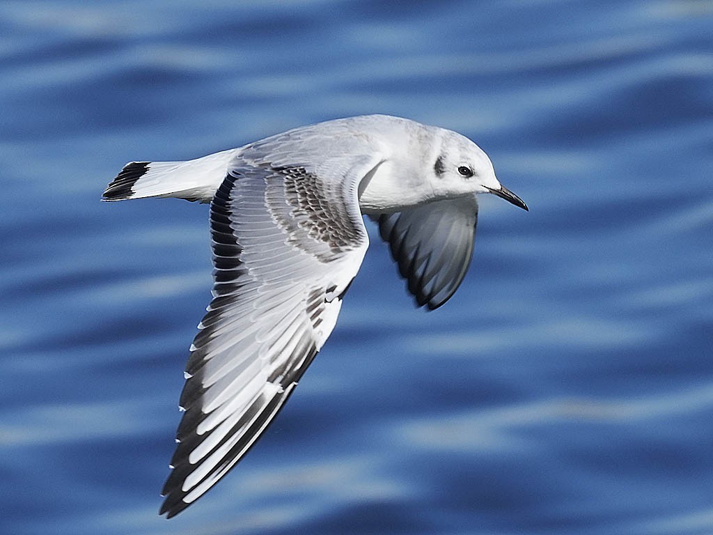 Bonaparte antxeta - ML645428569