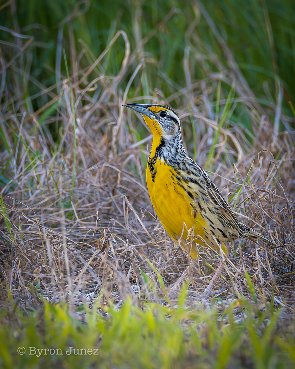 Eastern Meadowlark - ML645428571