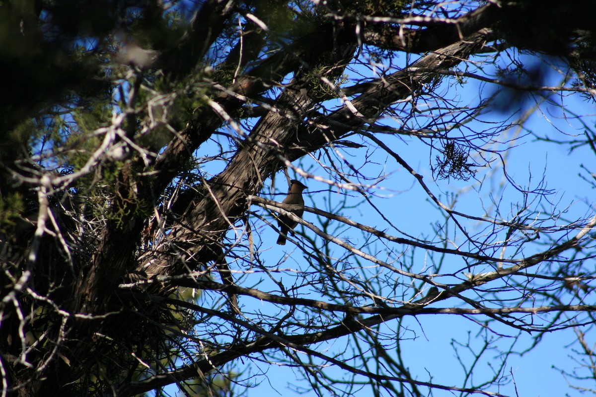 ציצנית אמריקנית - ML645428577