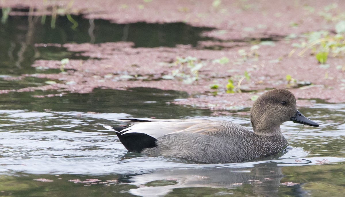 Серая утка - ML645428578