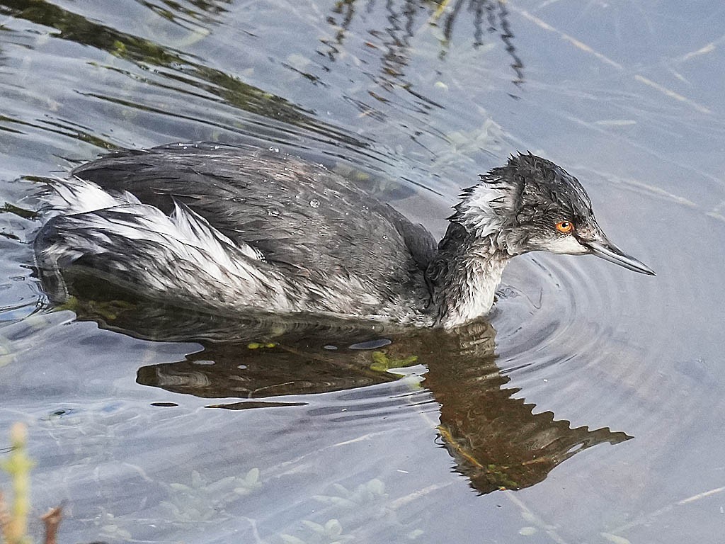 Txilinporta lepabeltza - ML645428582