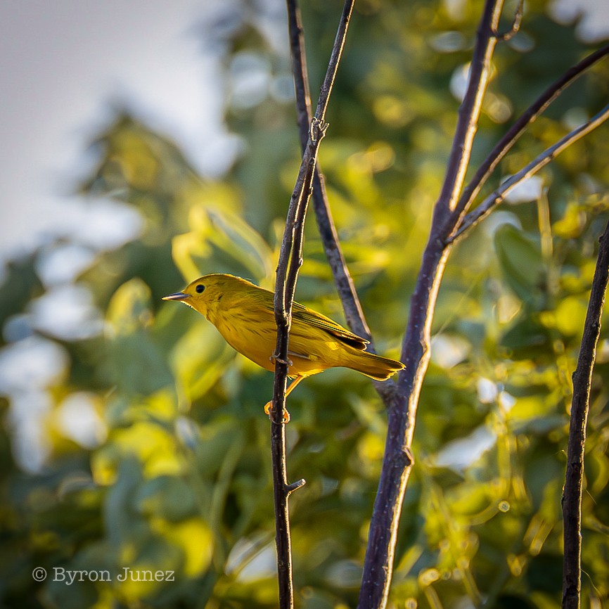 Northern Yellow Warbler - ML645428587