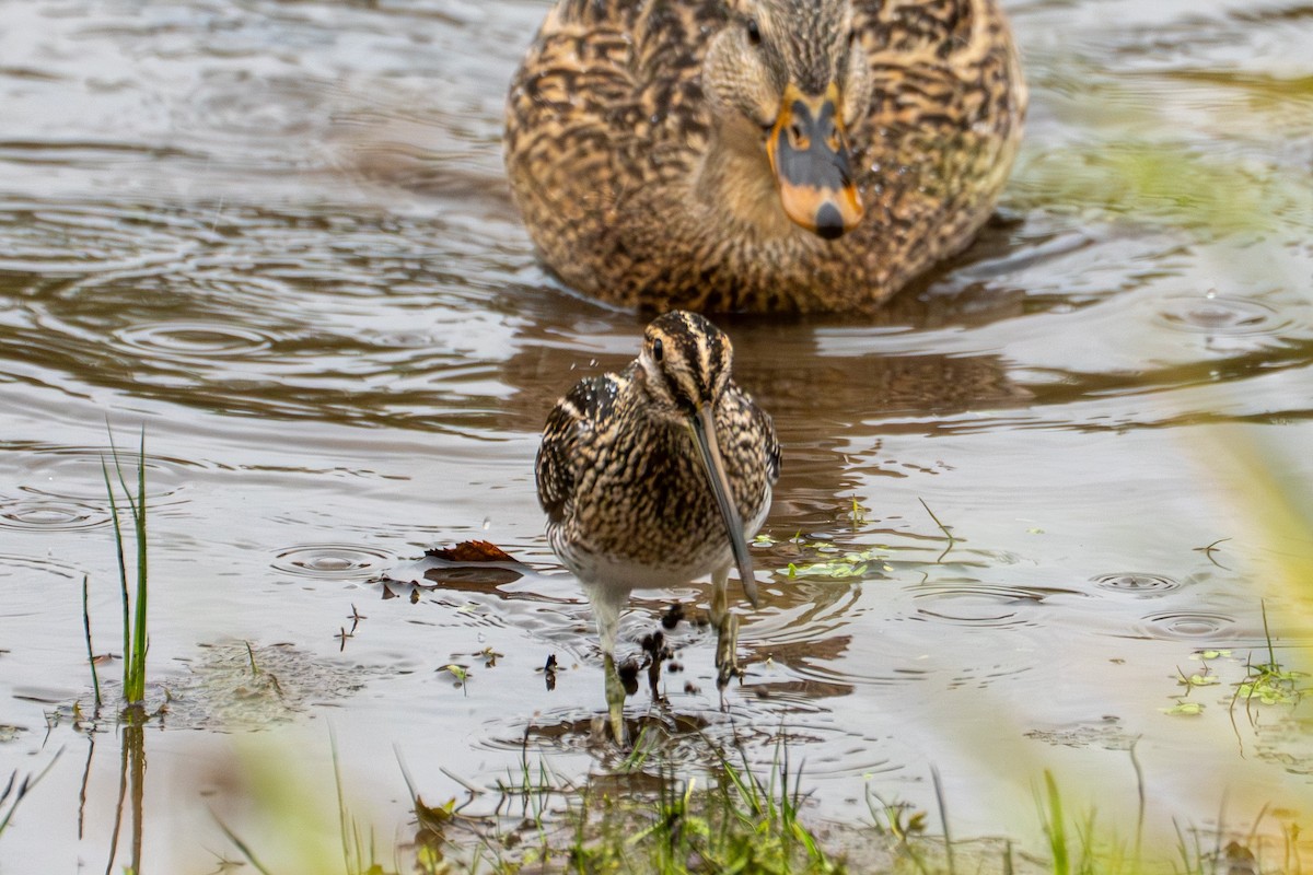 Wilson's Snipe - ML645428588