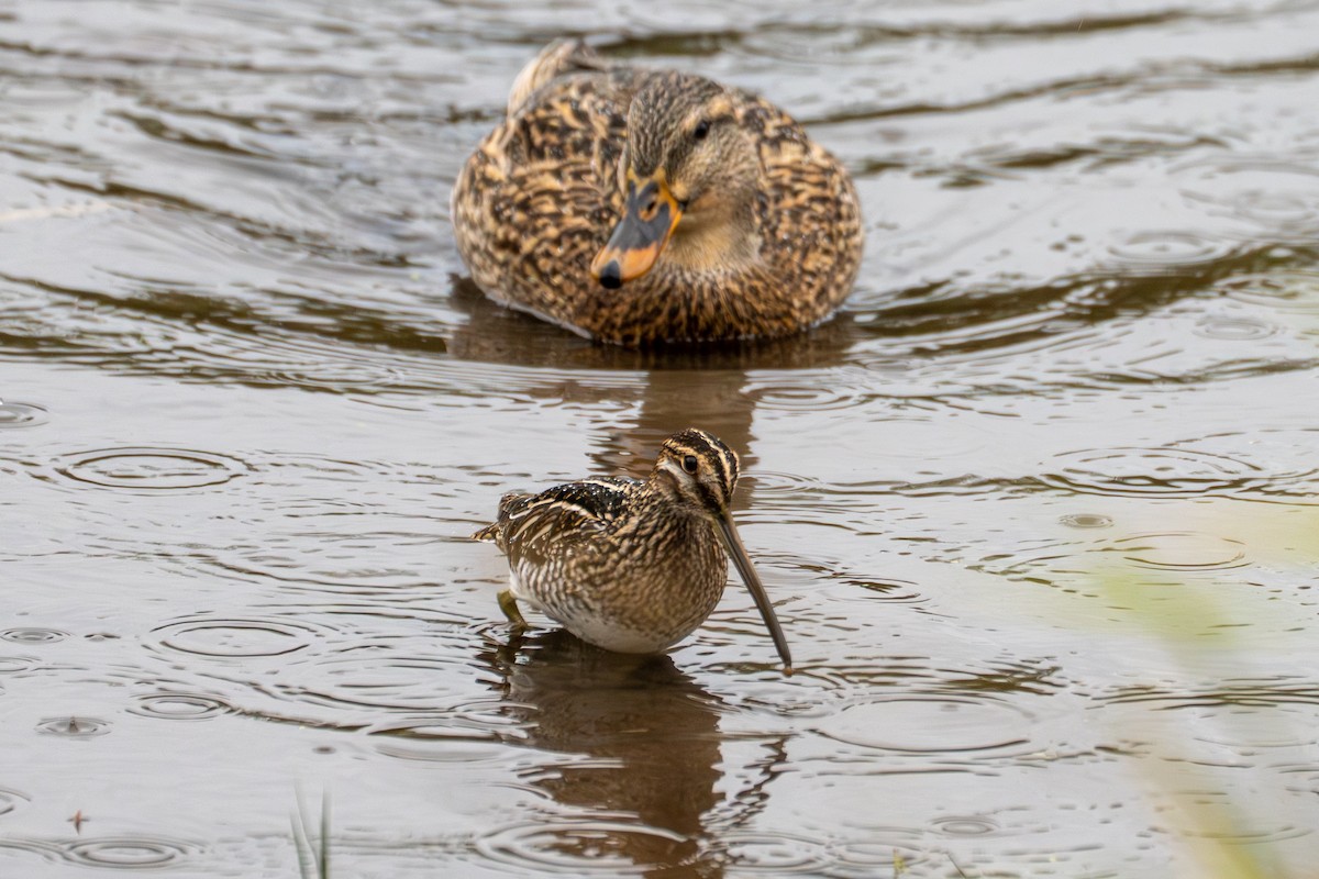 Wilson's Snipe - ML645428589