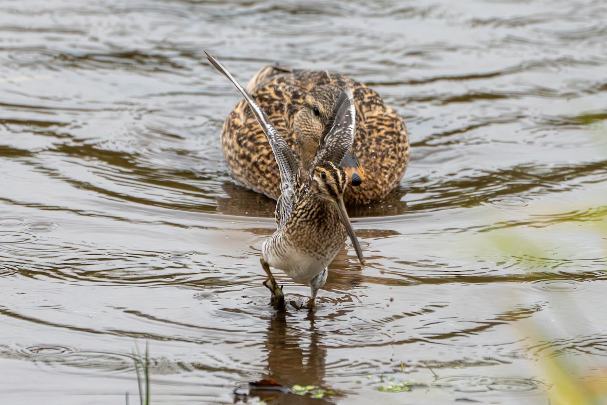 Wilson's Snipe - ML645428590
