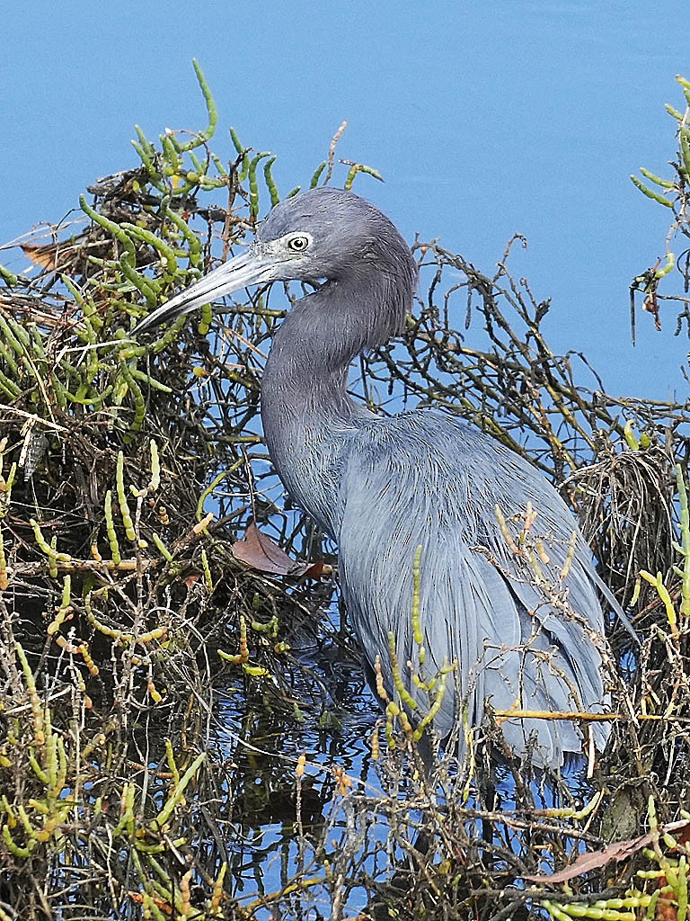 Koartzatxo urdina - ML645428592