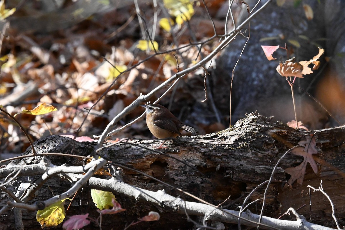 Carolina Wren - ML645428602