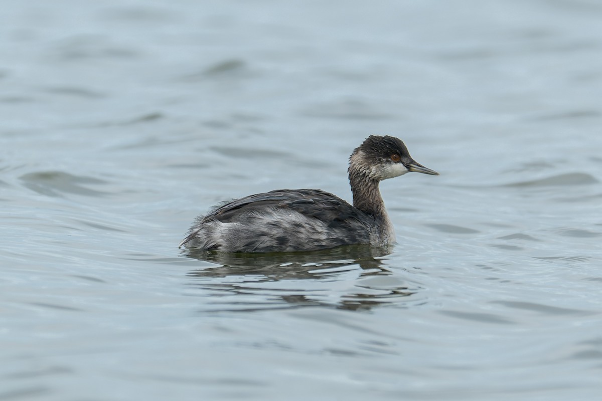Eared Grebe - ML645428604