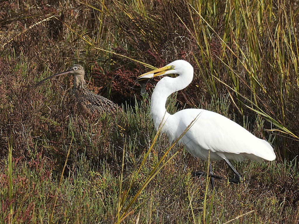 Koartza zuria - ML645428606