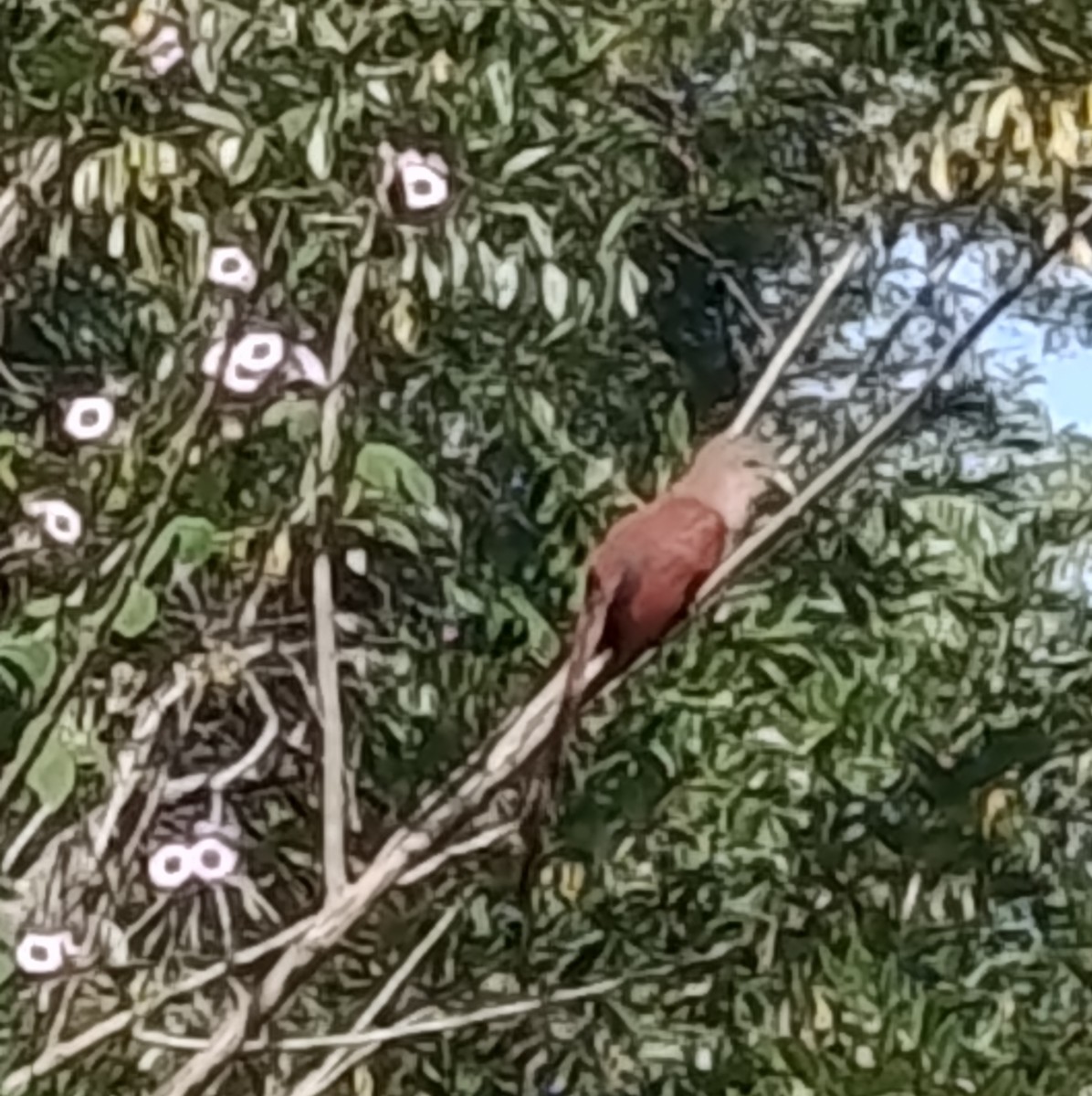 Common Squirrel-Cuckoo - ML645428608
