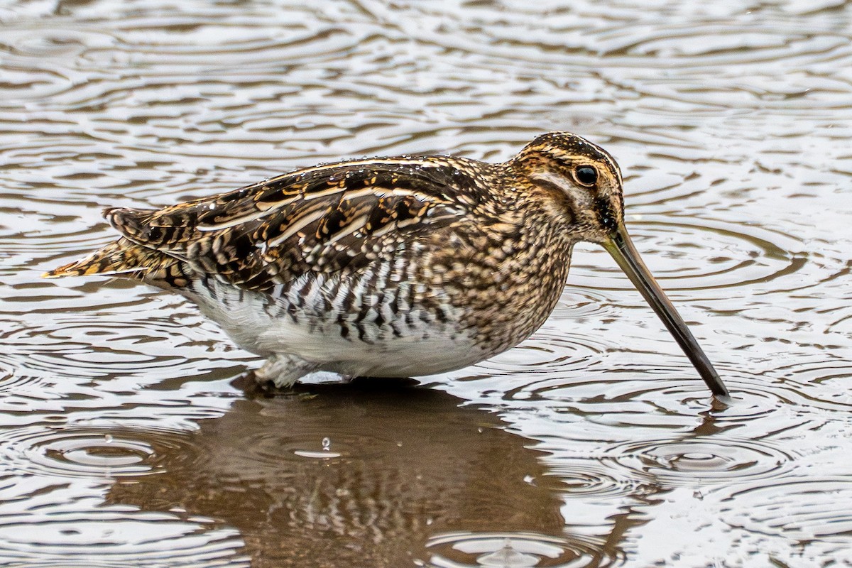 Wilson's Snipe - ML645428613