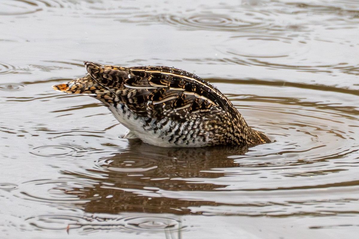 Wilson's Snipe - ML645428614