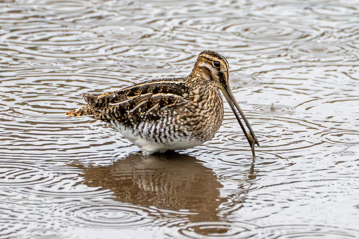 Wilson's Snipe - ML645428615