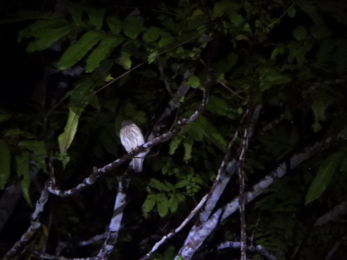 Papuan Owl - ML645428619