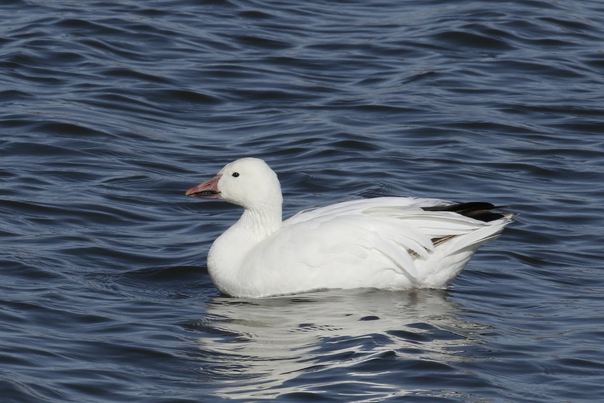 husa sněžní - ML645428623