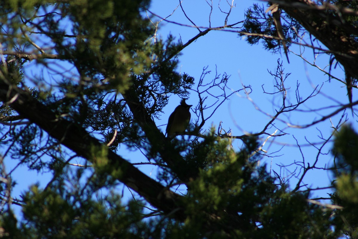 ציצנית אמריקנית - ML645428635
