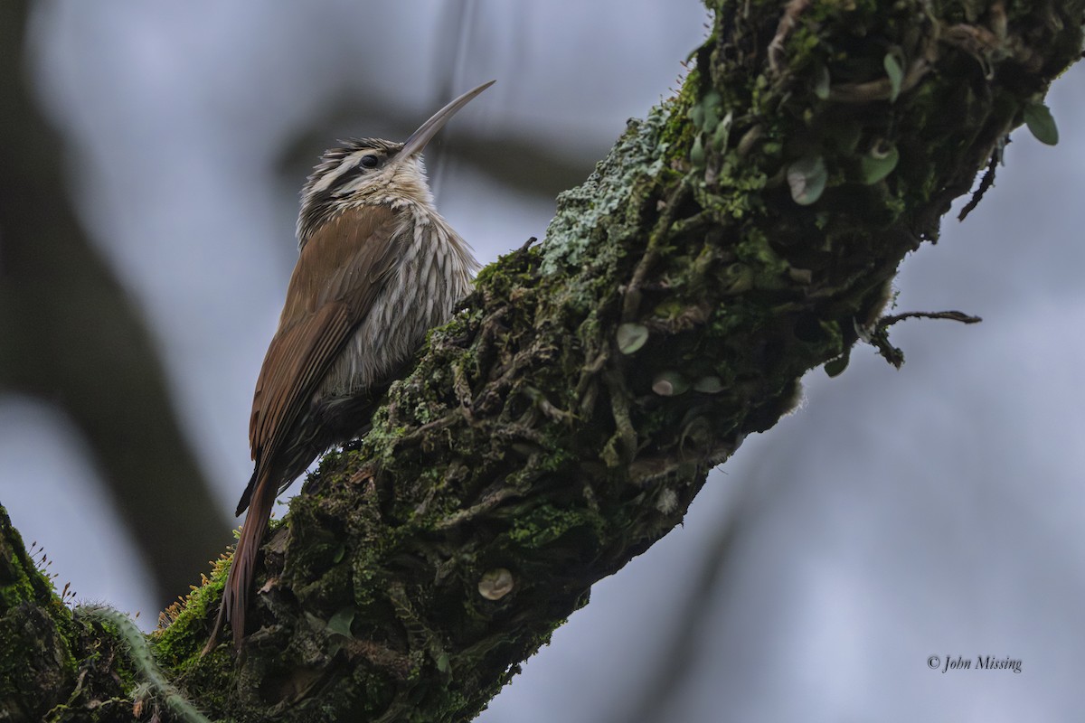 Narrow-billed Woodcreeper - ML645428637