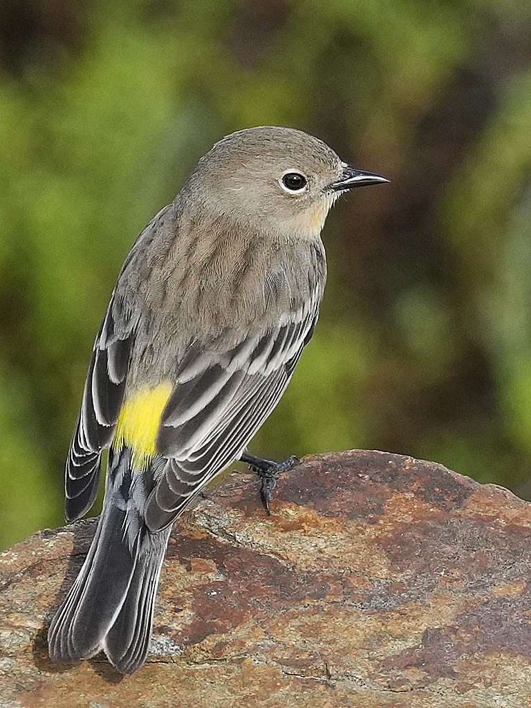 Yellow-rumped Warbler (Audubon's) - ML645428655
