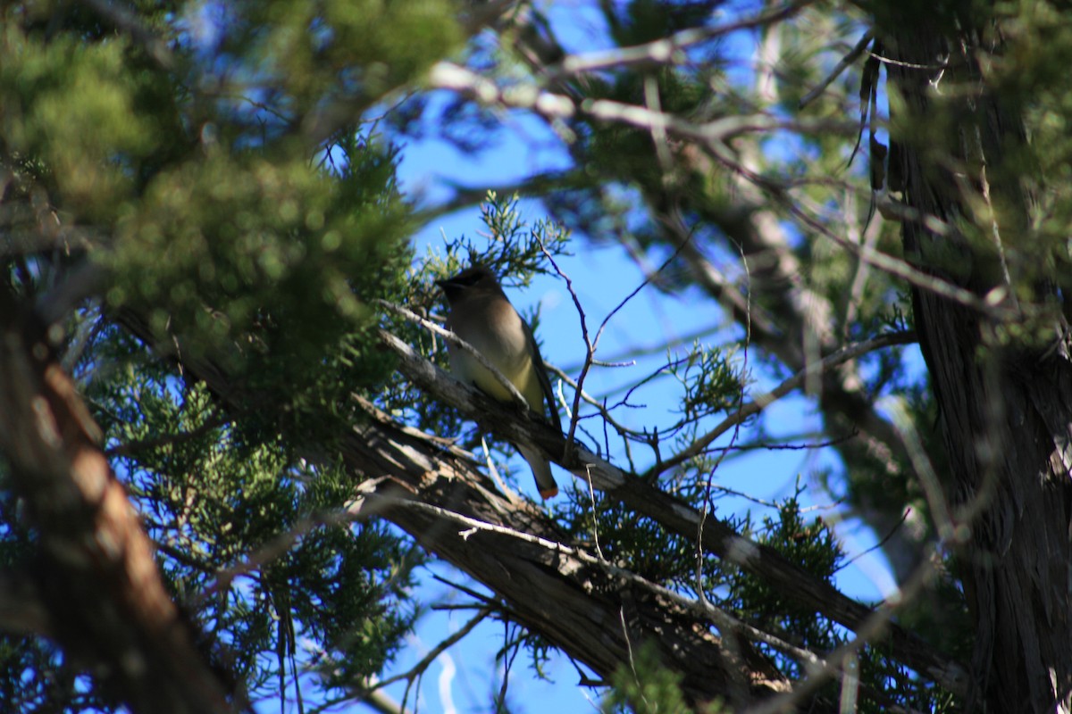 ציצנית אמריקנית - ML645428663
