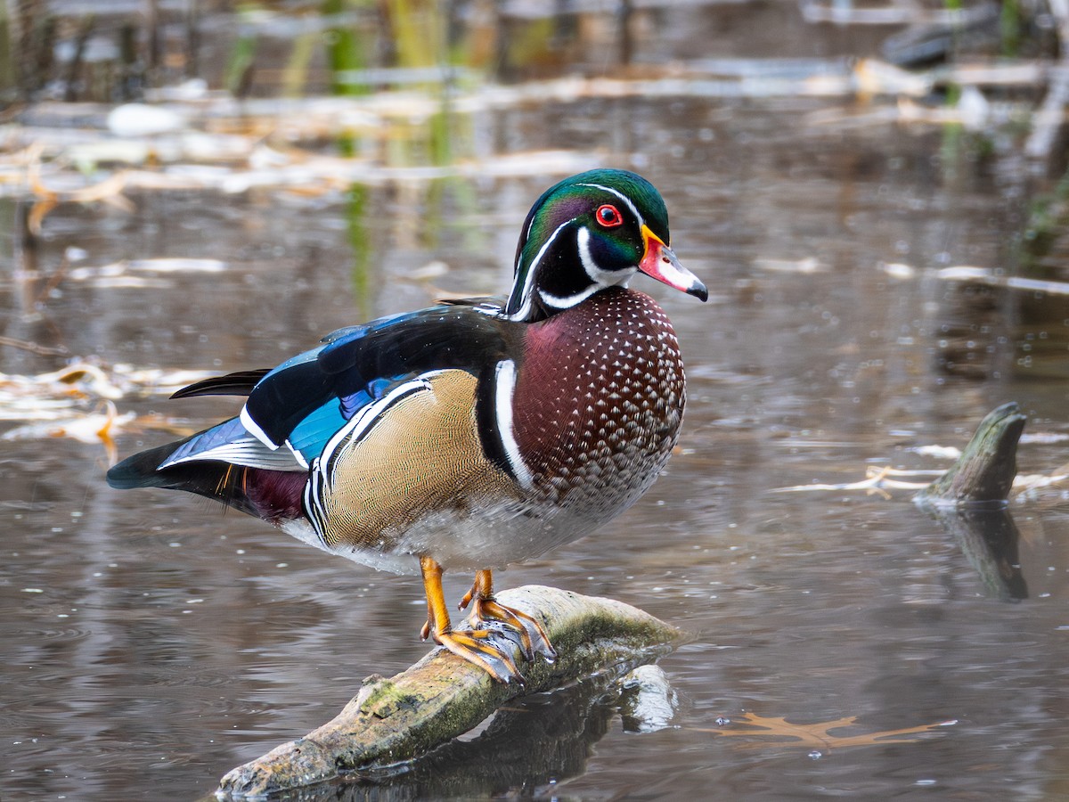 kachnička karolínská - ML645428665